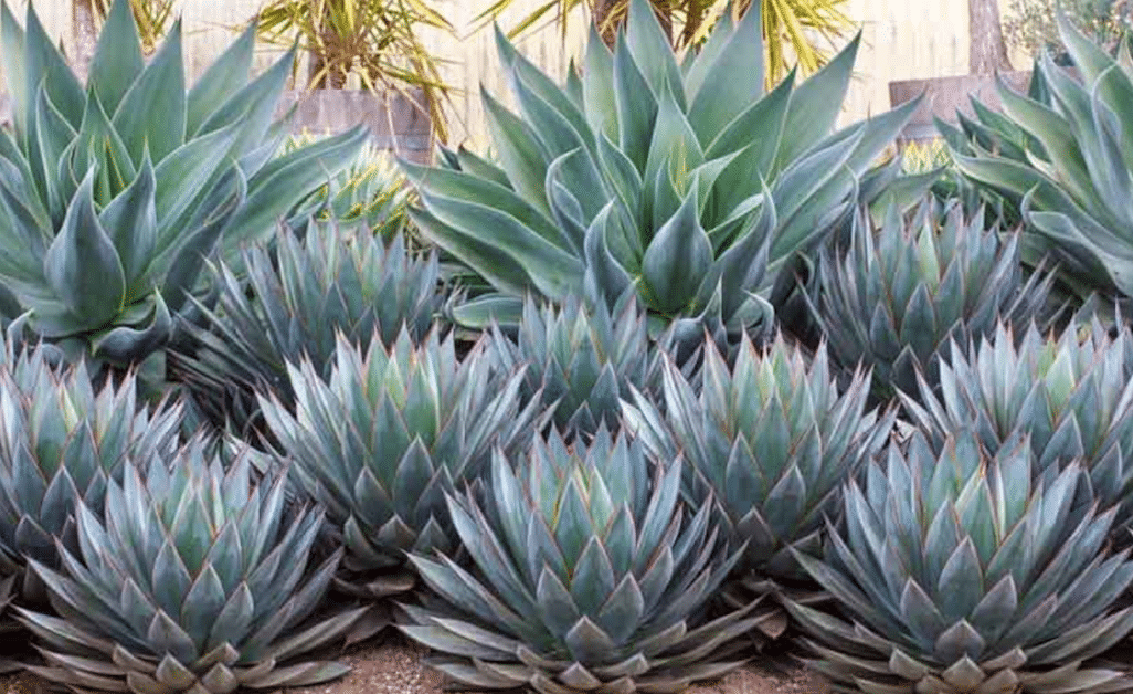 agave plants-landscaping